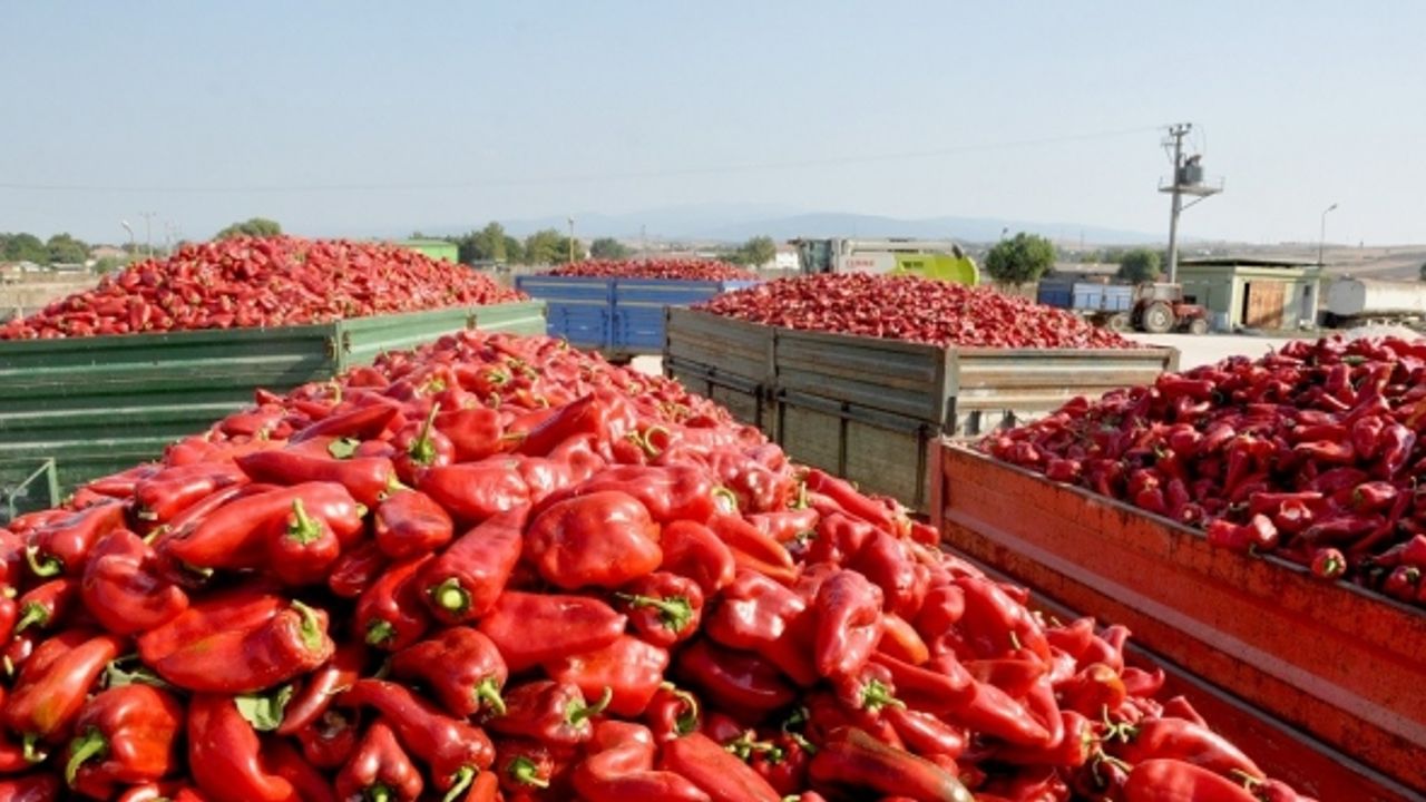 Kapya biberinde hasat başladı, çiftçi umutlu - Özgür Dersim Gazetesi