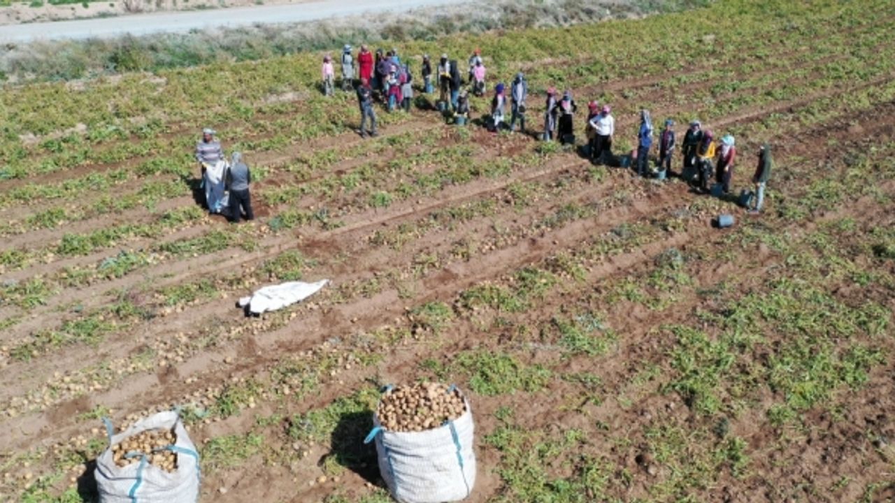 Ahlat'ta tarım işçilerinin patates tarlalarındaki mesaisi sürüyor