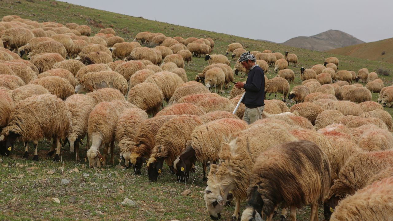 Afganistanlı Abdullah, başlık parası için Dersim’de çobanlık yapıyor