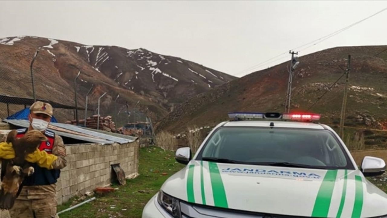 Erzincan'da bulunan yaralı kaya kartalı tedaviye alındı