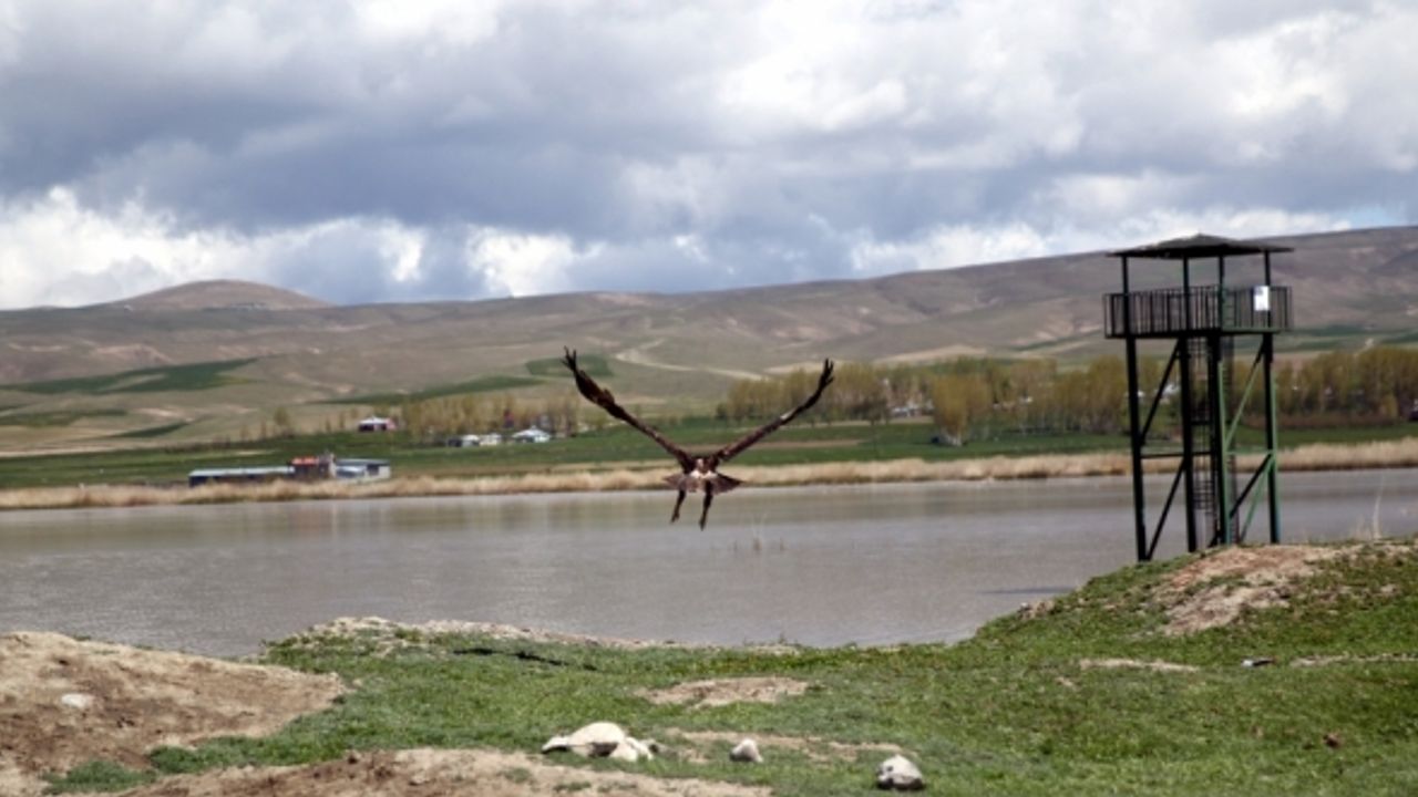 Vanlı öğrenciler Erçek Gölü'nde konaklayan flamingoları gözledi