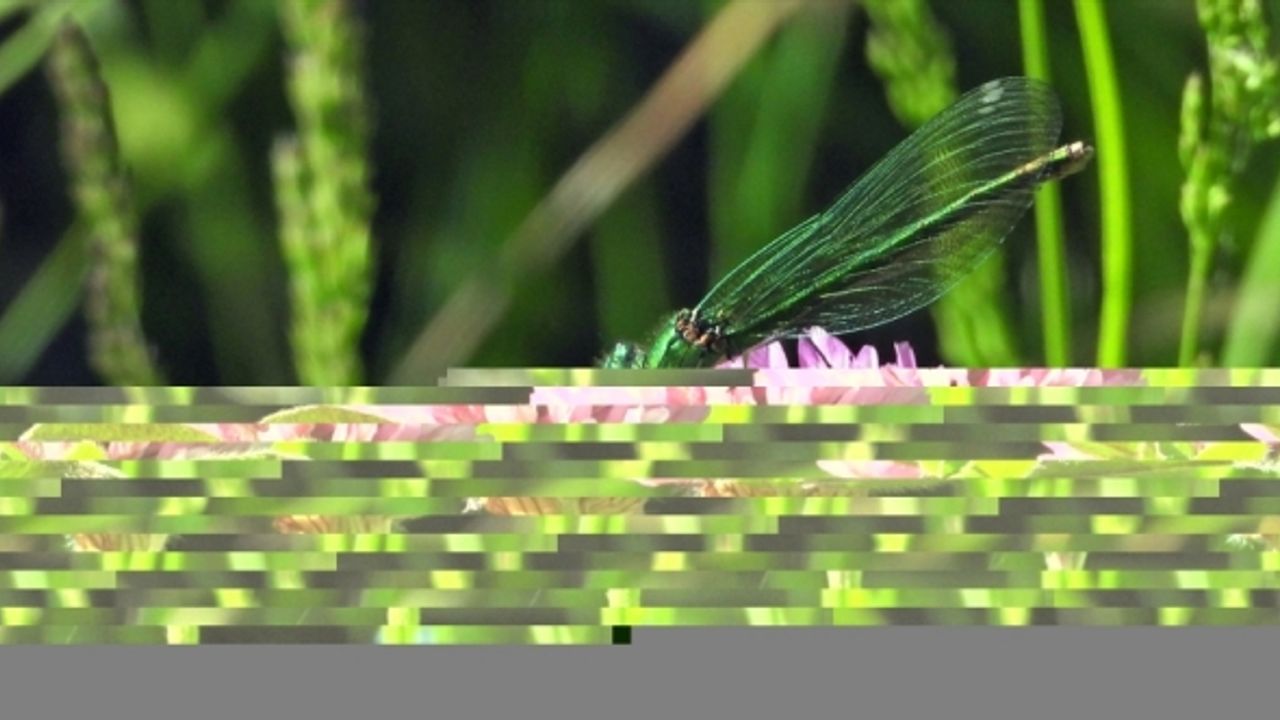Sulak alanlarda ortaya çıkan Yusufçuk böceği Sarıkamış'ın doğasına renk kattı