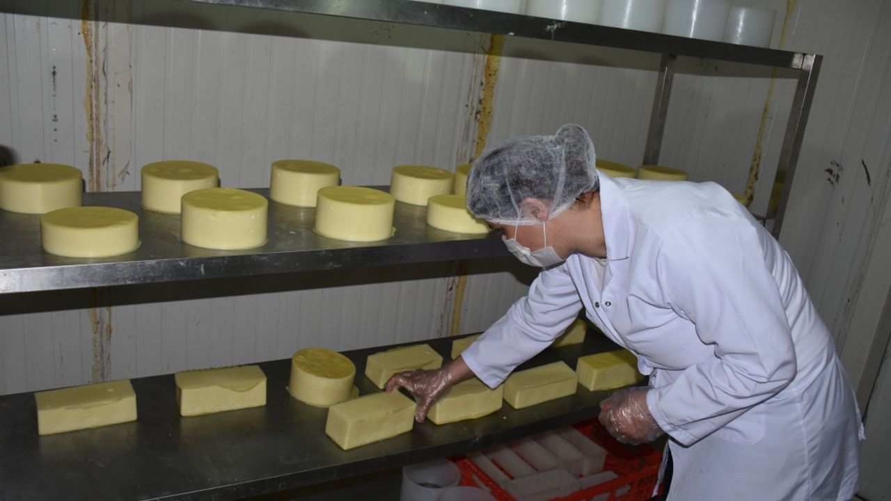Türkiye'nin yöresel peynirleri Kars'ta buluşacak