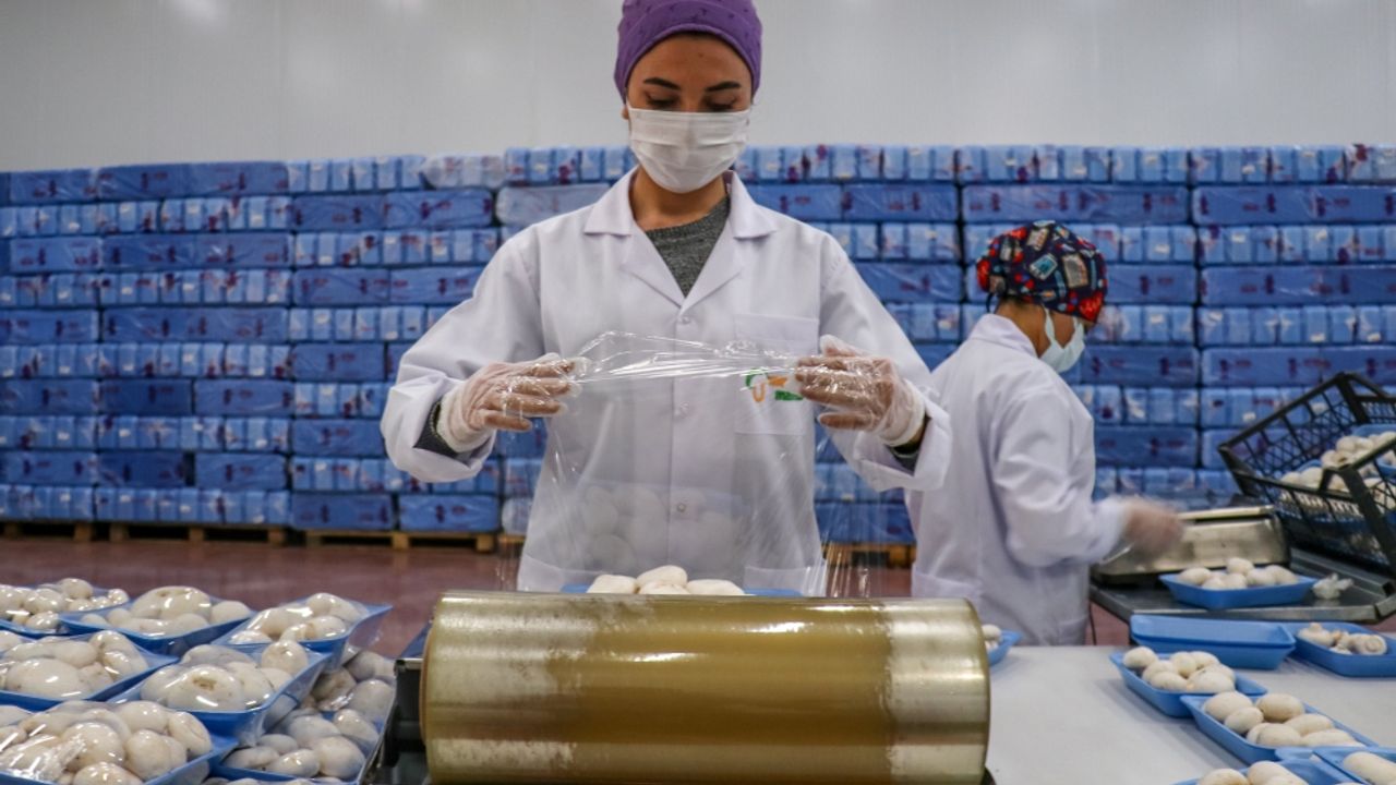 Van'da devlet desteğiyle kurulan tesisten 20 şehre mantar satılıyor