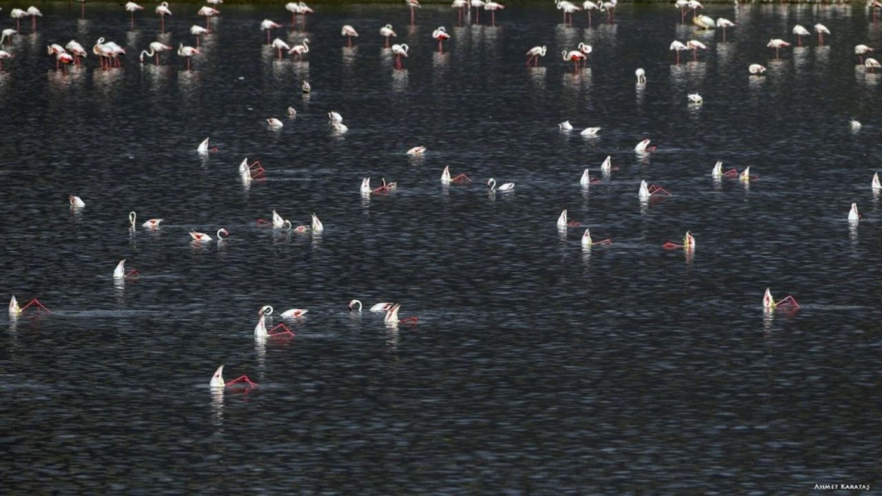 Tuz Gölü'nde alınan tedbirlerle yavru flamingolar kurtuldu