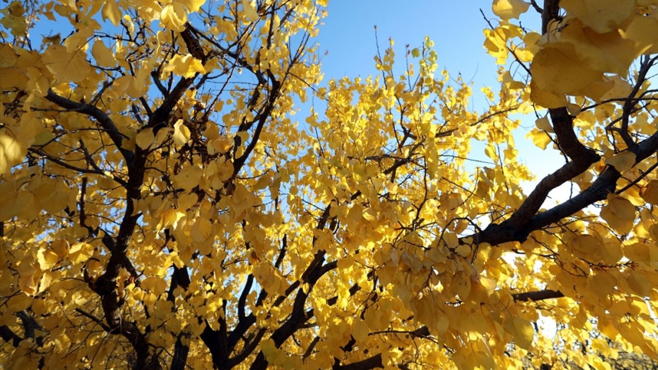 Iğdır'daki kayısı bahçelerinde sonbahar renkleri dron ile görüntülendi