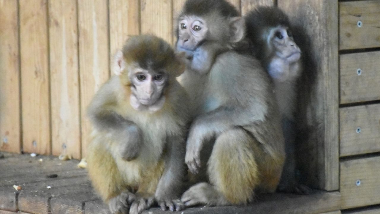 Gümrükte el konulan maymun yavruları "Nene"nin koruması altında