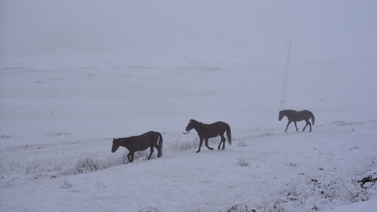 Kars'ta kışın doğaya salınan atlar karlı arazide yaşam savaşı veriyor