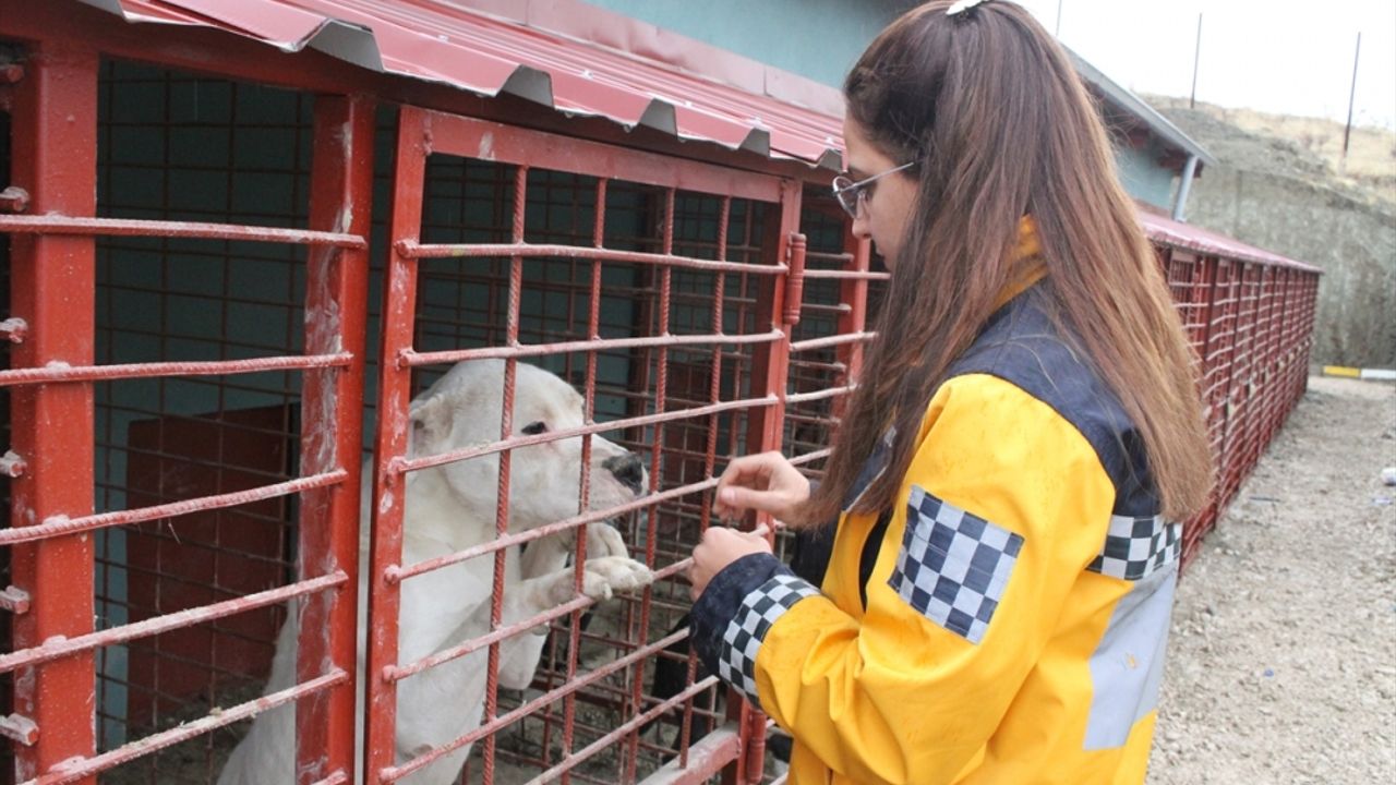 Van'daki sahipsiz hayvanlar belediye barınağında hayata tutunuyor