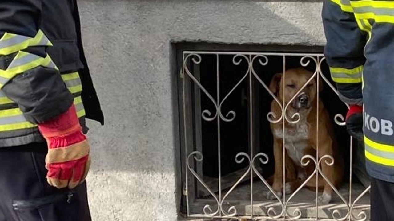 Erzincan'da pencere ile demir parmaklık arasına sıkışan köpeği itfaiyeciler kurtardı