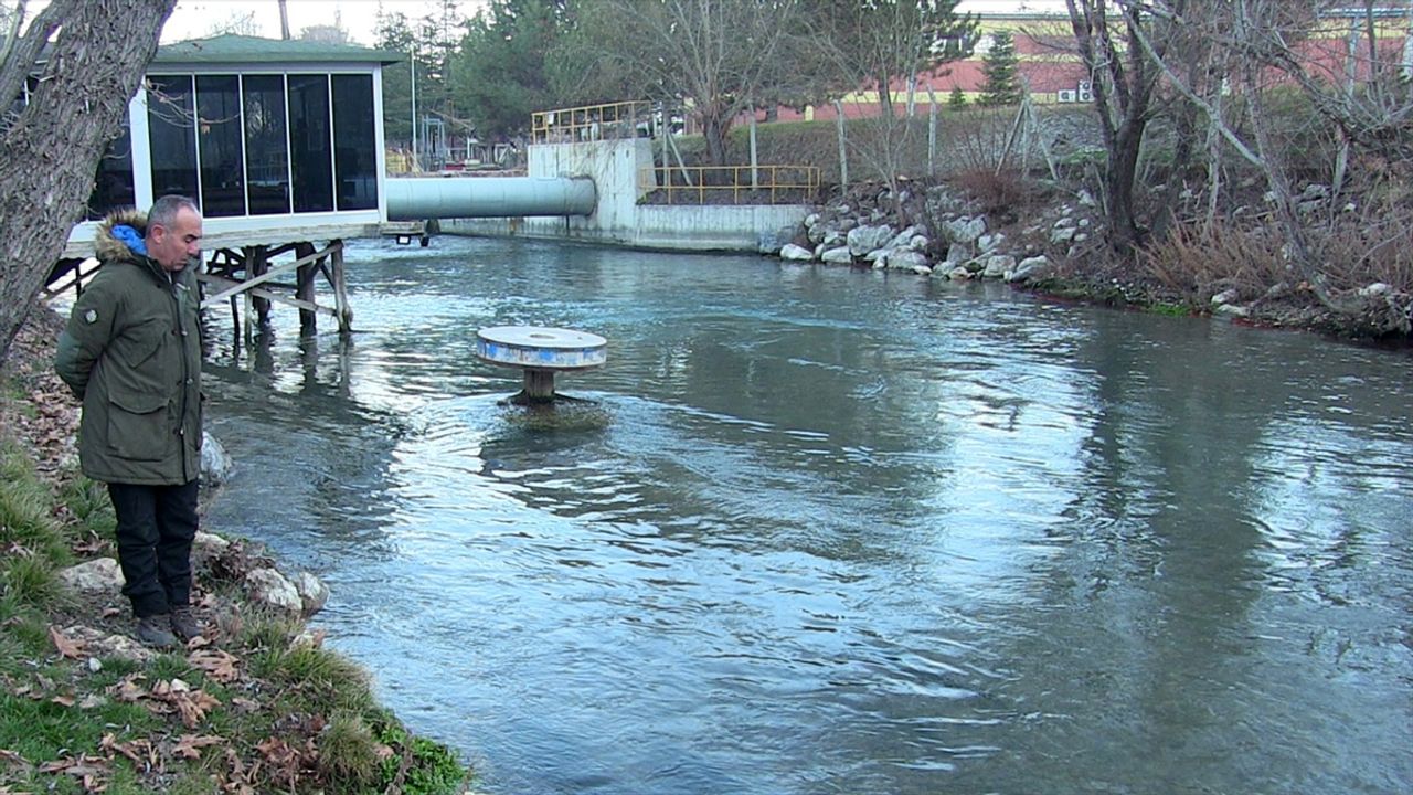 KAHRAMANMARAŞ - Ceyhan Nehri'nde yüzen su samurları cep telefonuyla görüntülendi