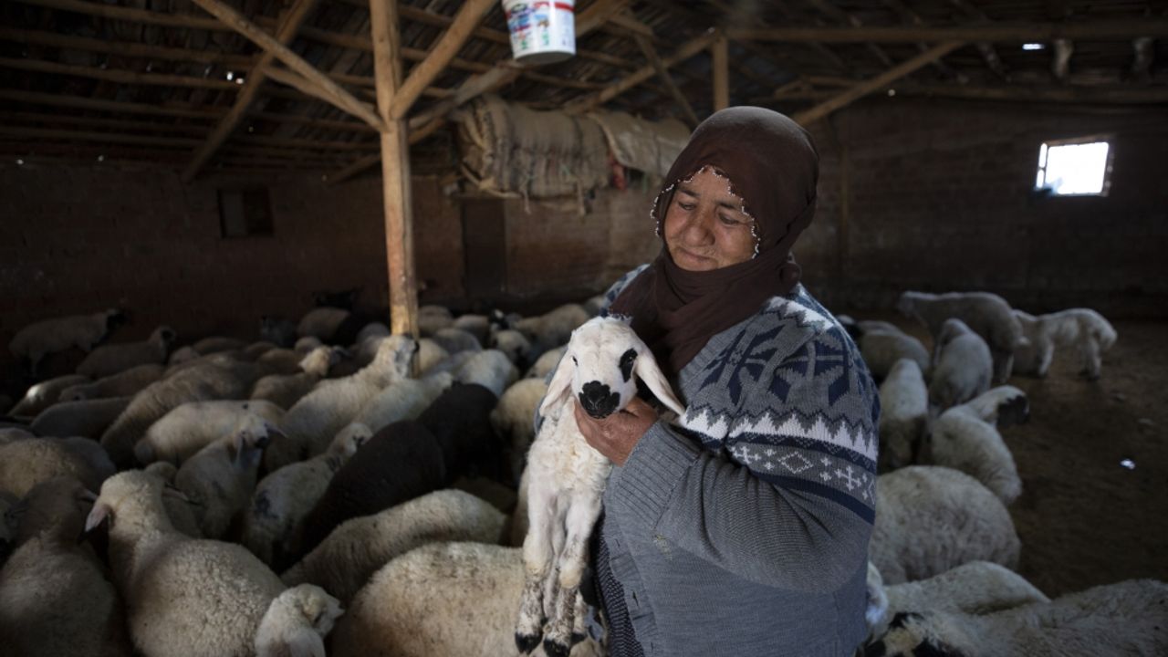 Tunceli'de besiciler "süt kuzuları"nı özenle büyütüyor