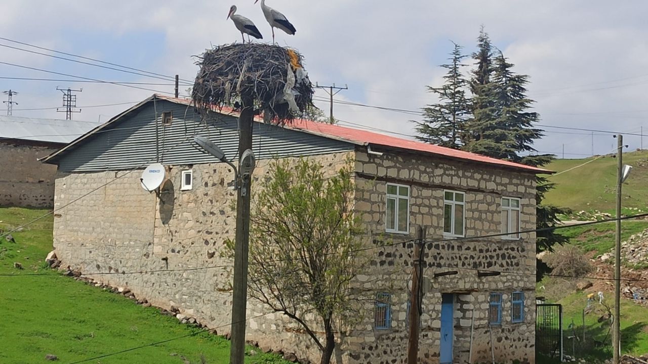 Baharın müjdecisi leylekler Tunceli'ye gelmeye başladı