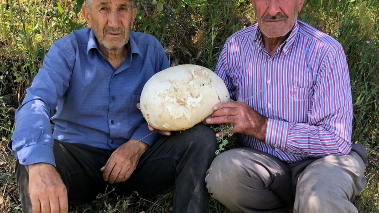 Elazığ'da bir kişi 4'er kilogram ağırlığında 2 meşe mantarı buldu