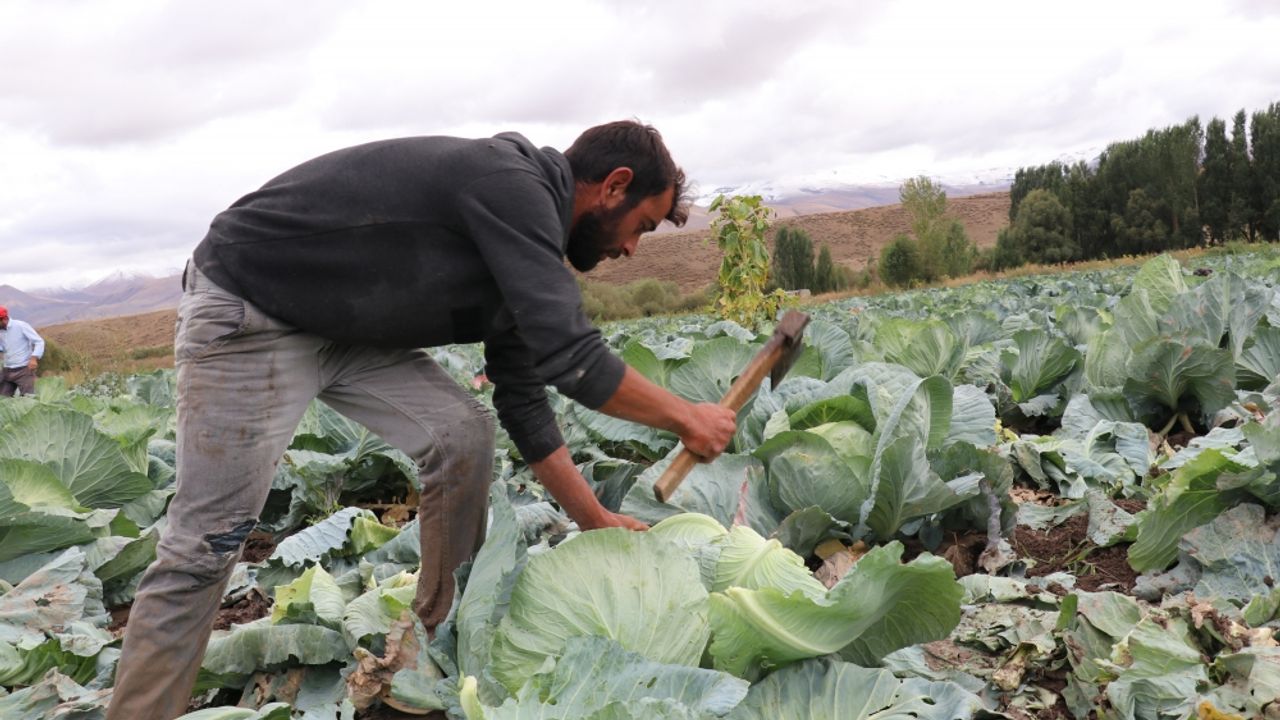Erzurum'da 2 bin 500 dekar alanda 11 bin ton lahana üretiliyor