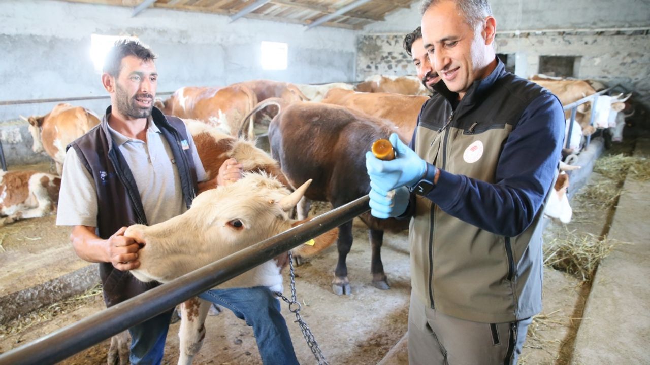 Kars'ta kayıtsız hayvanlara küpe takılıp şap aşısı yapılıyor