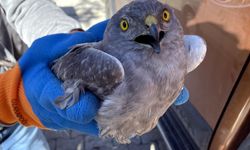 Ardahan'da yaralı bulunan Çayır Delicesi kuşu tedavi altına alındı