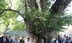 ARTVİN - 1100 yıllık armut ağacında meyve hasadı yapıldı