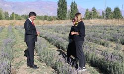 Erzincan'da deneme amaçlı ekilen lavanta çiftçiye alternatif ürün olacak