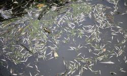 KAHRAMANMARAŞ - Balık ölümlerine ilişkin inceleme başlatıldı