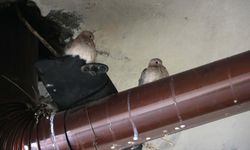Elazığlı esnaf kuş yuvasını bozmamak için iş yerindeki sobayı yakmıyor