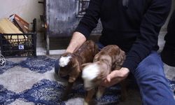 Anneleri ölen ikiz keçileri biberonla besliyor