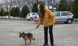 HATAY - Trafik kazasında yaralanan sahipsiz köpek tedavi edildi