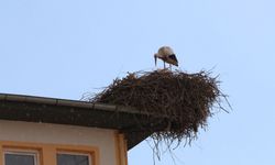 Baharın müjdecisi leylekler Iğdır'da bir okulun çatısına yuva yaptı