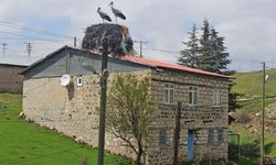 Baharın müjdecisi leylekler Tunceli'ye gelmeye başladı