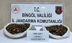 Bingöl'de kaçak salep soğanı toplayan 2 kişiye 488 bin 630 lira ceza kesildi