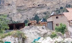 Tunceli'de koruma altındaki yaban keçileri yerleşim yerine indi