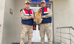 Van'da jandarma ekiplerince bulunan yaralı akbaba koruma altına alındı