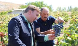 Erzincan Valisi Aydoğdu, tescilli Cimin üzümünün hasadına katıldı