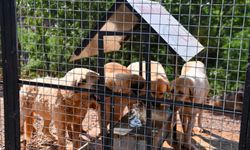 Özer, tebrik için çiçek göndermek yerine bağış yapılmasını istedi