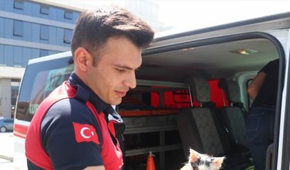 Erzincan'da otomobilin kapısına sıkışan kediyi itfaiye kurtardı