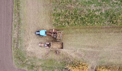 Erzincan Ovası'nda yetiştirilen şeker pancarı 1800 çiftçiye geçim kaynağı oluyor