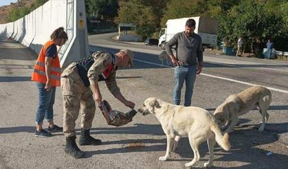 Tunceli'de sahipsiz hayvanlara HAYDİ ekipleri ve gönüller sahip çıkıyor