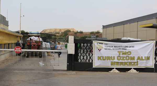 MANİSA - TMO, Turgutlu'da çekirdeksiz kuru üzüm alımına başladı