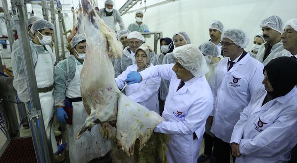 İZMİR - Kemalpaşa'da 175 kınalı keklik doğaya bırakıldı