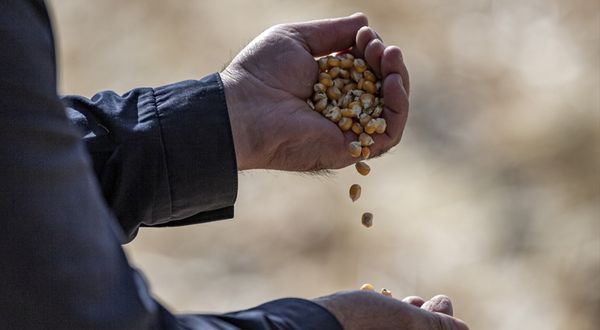 Erzurum'da denemesi yapılan "danelik mısır" çiftçilerin yeni gelir kapısı olacak