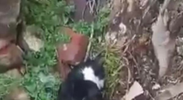 EDİRNE - Boş arazide telef olmuş 15 kedi bulundu