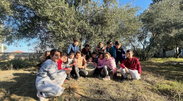 MANİSA - İlkokul öğrencileri, okul bahçesindeki zeytinleri hasat etti