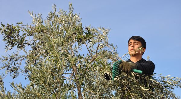 MERSİN - Silifke'de 28 bin ton zeytinyağı üretimi bekleniyor