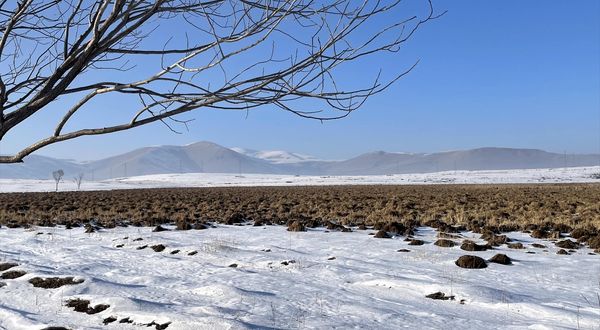 ARDAHAN - Kuş türlerine ev sahipliği yapan Ardahan'daki Putka Sazlığı dondu
