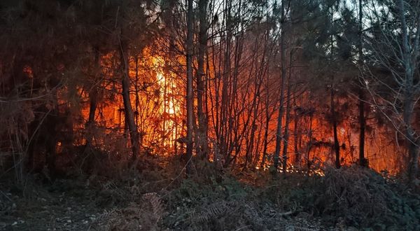 SAKARYA - Ormanlık alanda çıkan yangın kontrol altına alındı
