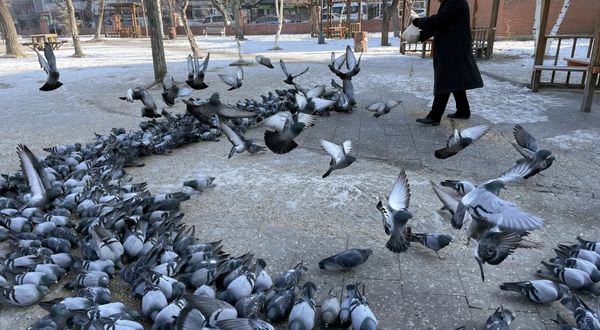 Termometrelerin sıfırın altında 25'i gösterdiği Ardahan'da esnaf güvercinleri besledi
