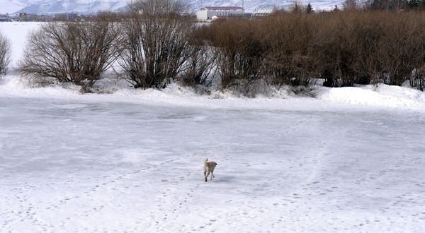 Erzurum ve Ardahan'da kuvvetli fırtına ile kar yağışı etkili oluyor