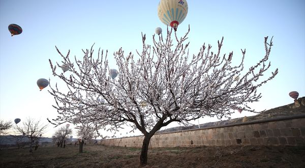 NEVŞEHİR - Kapadokya'da balonlar çiçek açan ağaçlarla kaplı vadilerde uçtu