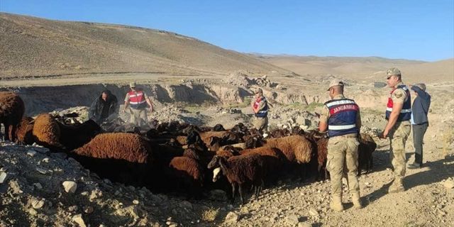Iğdır'da çalınan 118 koyunu JASAT ekibi buldu