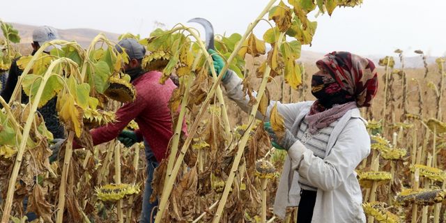 Mevsimlik tarım işçileri Ağrı'da ayçiçeği mesaisinde